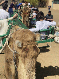Max on his Dromedary at the starting point of the Camel Safari, viewed from Tim`s Dromedary