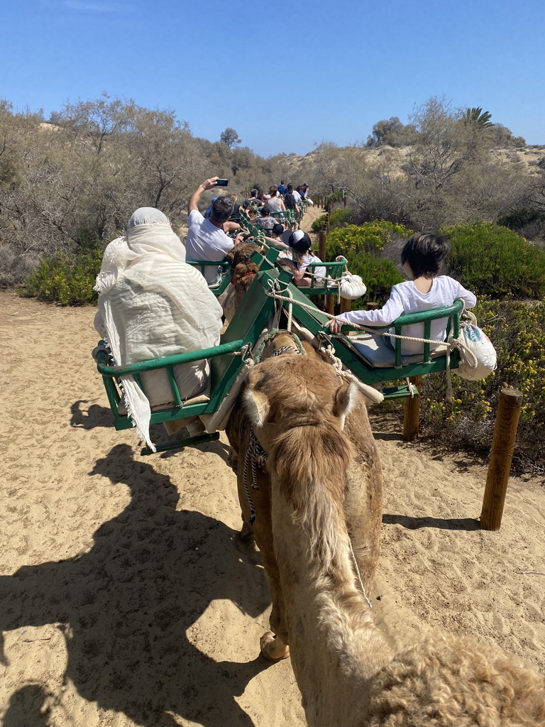 Miaomiao and Max on their Dromedary at the Maspalomas Dunes, viewed from Tim`s Dromedary, during the Camel Safari