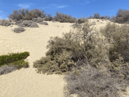 The Maspalomas Dunes, viewed from Tim`s Dromedary, during the Camel Safari