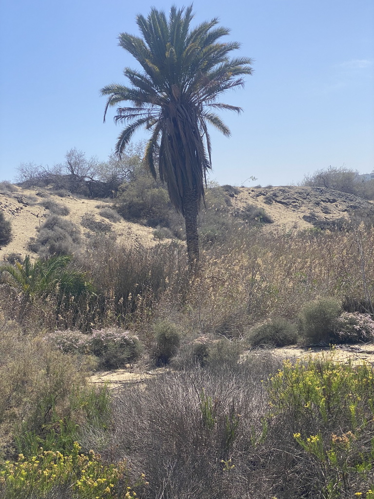 Palm tree and other plants at the Maspalomas Dunes, viewed from Tim`s Dromedary, during the Camel Safari