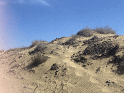 The Maspalomas Dunes, viewed from Tim`s Dromedary, during the Camel Safari