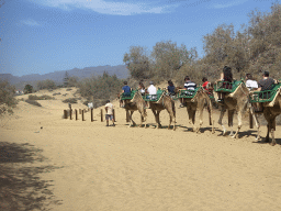 Dromedaries at the Maspalomas Dunes, viewed from Tim`s Dromedary, during the Camel Safari