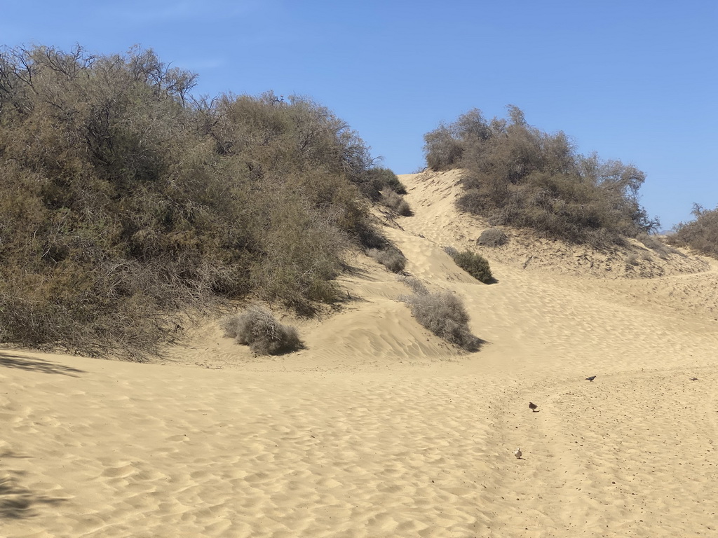 The Maspalomas Dunes, viewed from Tim`s Dromedary, during the Camel Safari