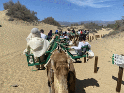 Miaomiao and Max on their Dromedary at the Maspalomas Dunes, viewed from Tim`s Dromedary, during the Camel Safari