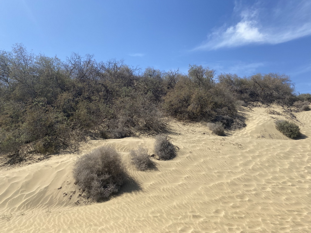 The Maspalomas Dunes, viewed from Tim`s Dromedary, during the Camel Safari