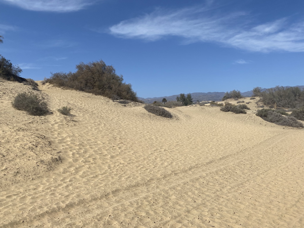 The Maspalomas Dunes, viewed from Tim`s Dromedary, during the Camel Safari