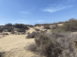 The Maspalomas Dunes, viewed from Tim`s Dromedary, during the Camel Safari