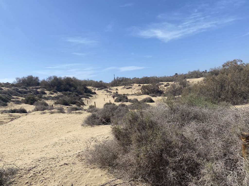 The Maspalomas Dunes, viewed from Tim`s Dromedary, during the Camel Safari