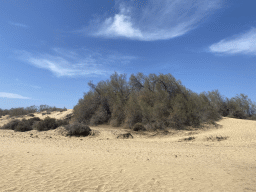 The Maspalomas Dunes, viewed from Tim`s Dromedary, during the Camel Safari