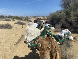 Miaomiao and Max on their Dromedary at the Maspalomas Dunes, viewed from Tim`s Dromedary, during the Camel Safari