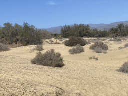 The Maspalomas Dunes, viewed from Tim`s Dromedary, during the Camel Safari