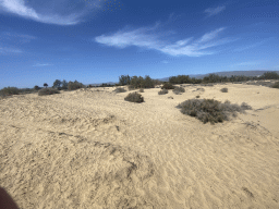 The Maspalomas Dunes, viewed from Tim`s Dromedary, during the Camel Safari