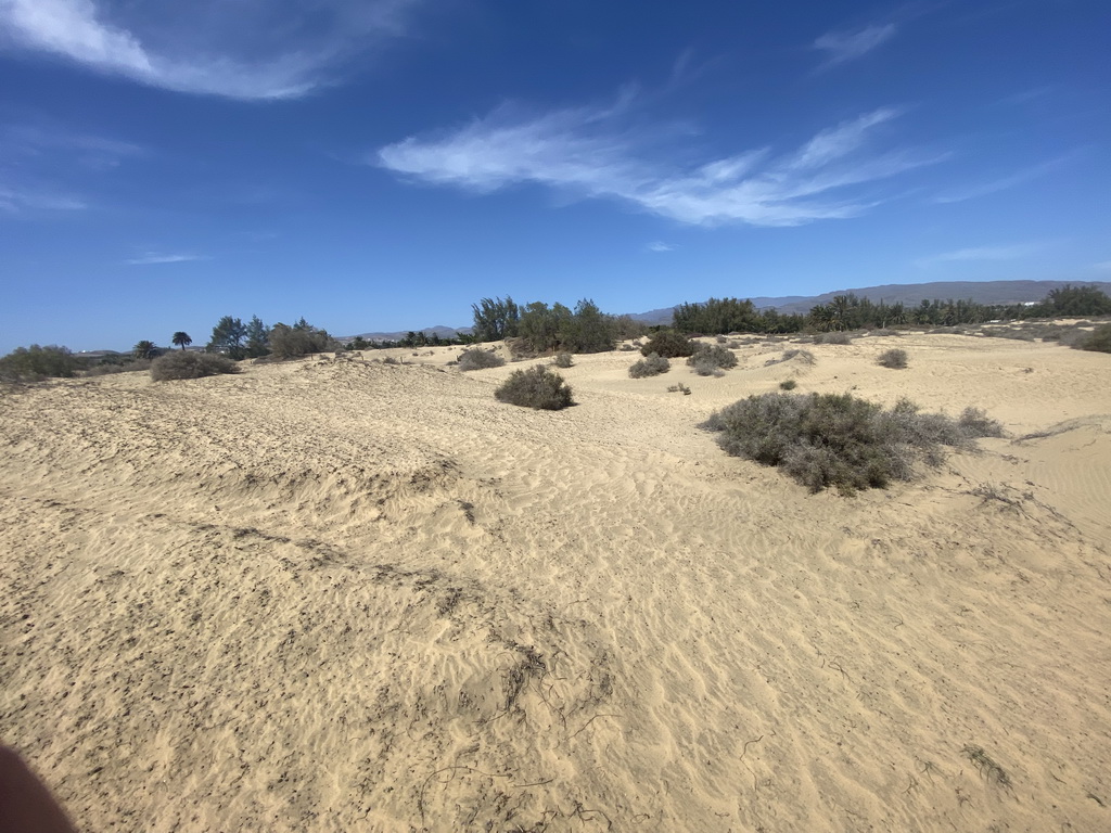 The Maspalomas Dunes, viewed from Tim`s Dromedary, during the Camel Safari