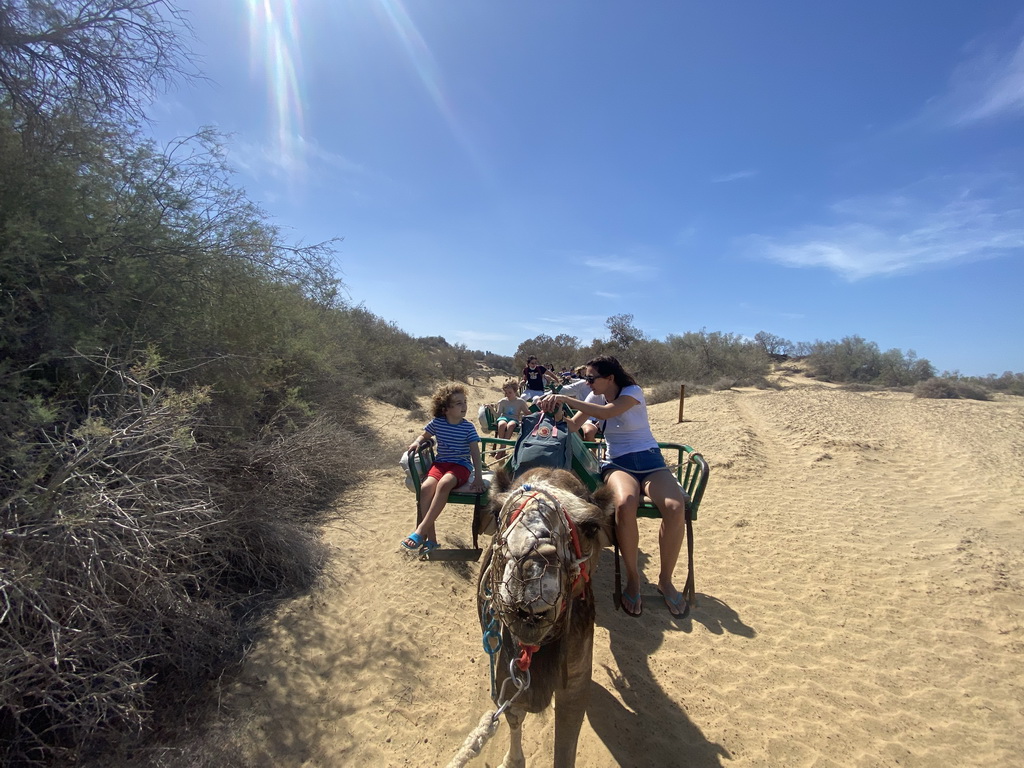 Dromedaries at the Maspalomas Dunes, viewed from Tim`s Dromedary, during the Camel Safari