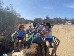 Dromedaries at the Maspalomas Dunes, viewed from Tim`s Dromedary, during the Camel Safari