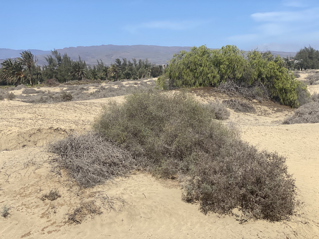 The Maspalomas Dunes, viewed from Tim`s Dromedary, during the Camel Safari