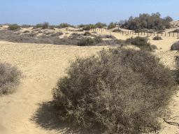 The Maspalomas Dunes, viewed from Tim`s Dromedary, during the Camel Safari