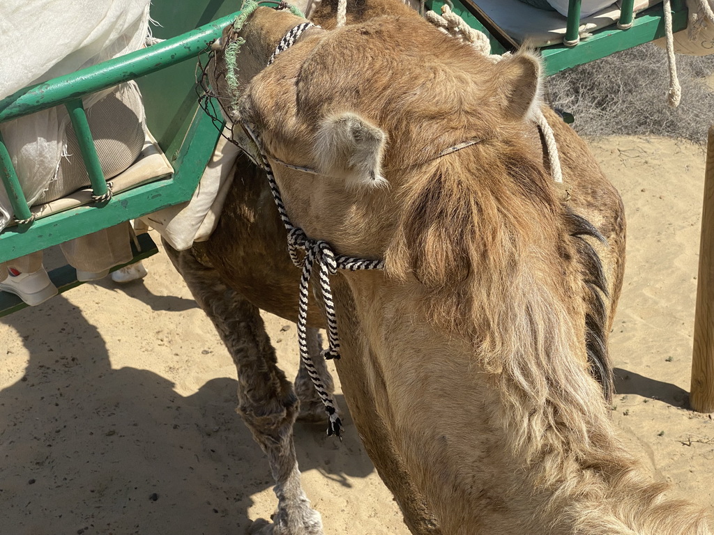 The head of Tim`s Dromedary at the Maspalomas Dunes, during the Camel Safari