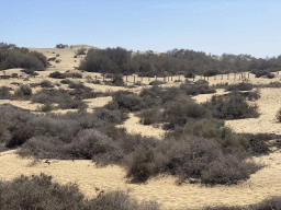 The Maspalomas Dunes, viewed from Tim`s Dromedary, during the Camel Safari