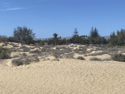 The Maspalomas Dunes, viewed from Tim`s Dromedary, during the Camel Safari