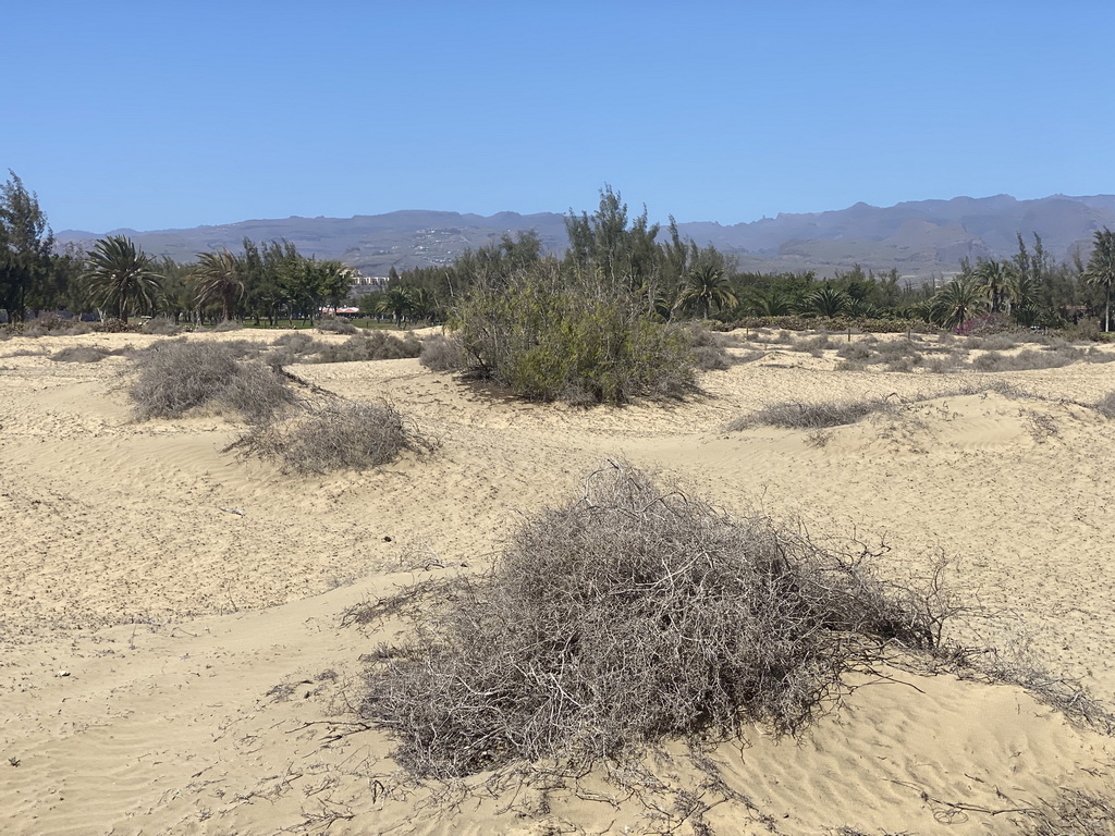 The Maspalomas Dunes, viewed from Tim`s Dromedary, during the Camel Safari