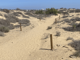 The Maspalomas Dunes, viewed from Tim`s Dromedary, during the Camel Safari