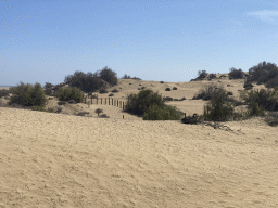 The Maspalomas Dunes, viewed from Tim`s Dromedary, during the Camel Safari