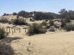 The Maspalomas Dunes, viewed from Tim`s Dromedary, during the Camel Safari