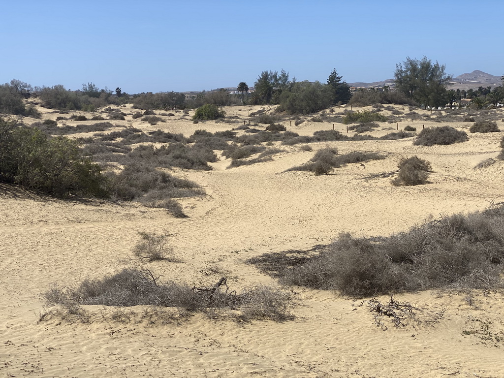 Miaomiao and Max on their Dromedary at the Maspalomas Dunes, the towers of the Lopesan Costa Meloneras Resort, Spa & Casino and the Lopesan Baobab Resort, viewed from Tim`s Dromedary, during the Camel Safari