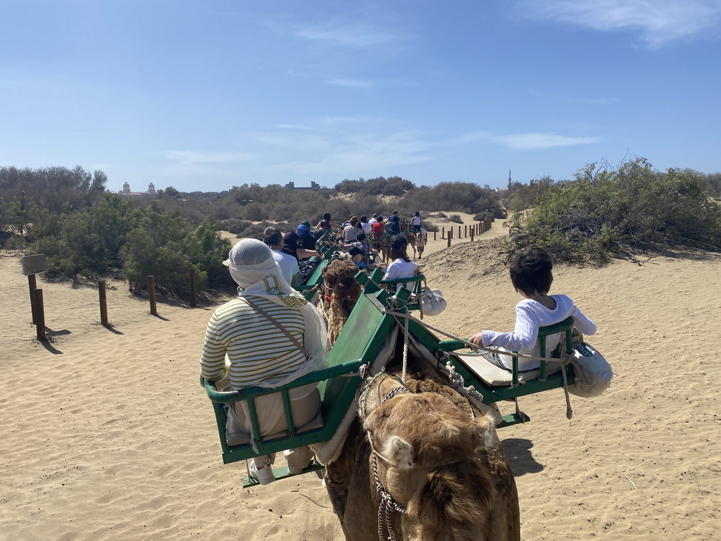 Guide and Miaomiao on her Dromedary at the Maspalomas Dunes, viewed from Tim`s Dromedary, during the Camel Safari