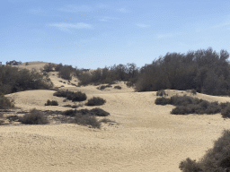 Tim on his Dromedary at the Maspalomas Dunes, during the Camel Safari