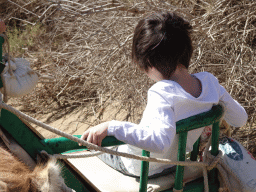 Max on his Dromedary at the Maspalomas Dunes, viewed from Tim`s Dromedary, during the Camel Safari