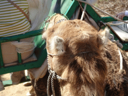 The head of Tim`s Dromedary at the Maspalomas Dunes, during the Camel Safari