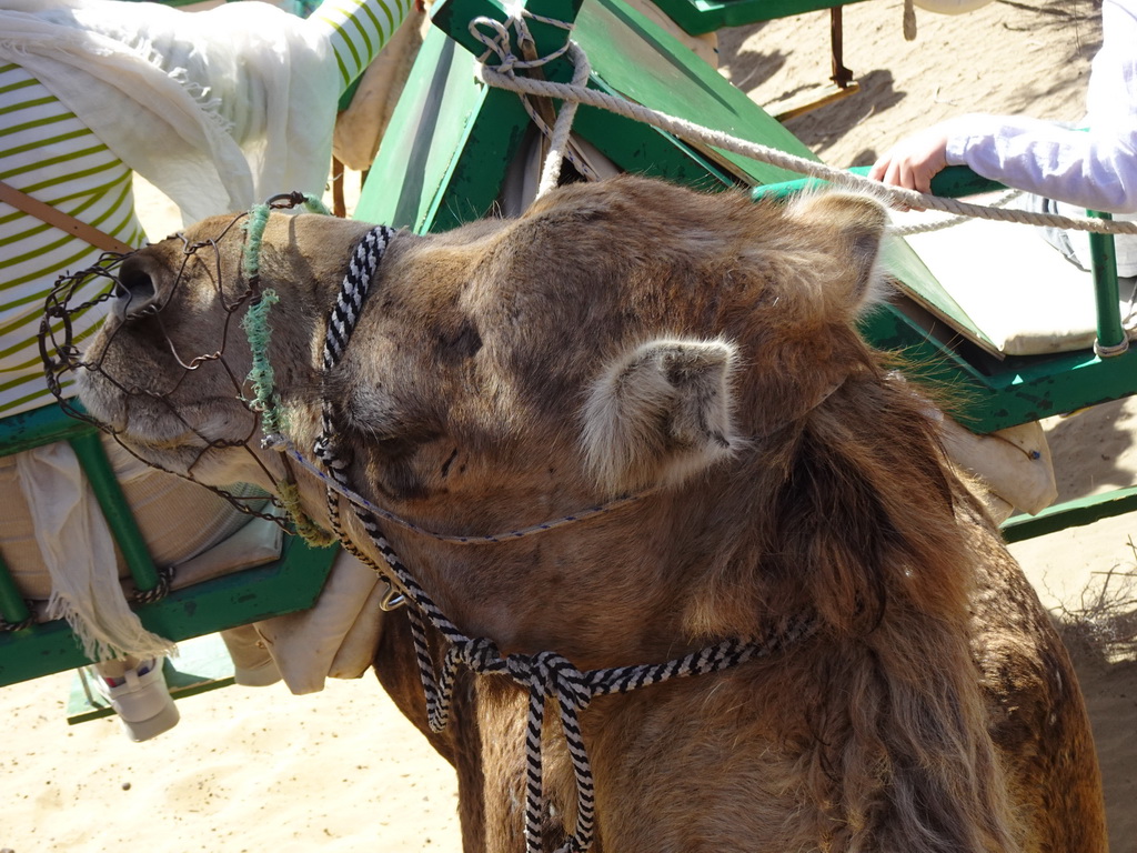 The head of Tim`s Dromedary at the Maspalomas Dunes, during the Camel Safari