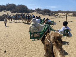 Guides and Miaomiao and Max on their Dromedary at the Maspalomas Dunes, viewed from Tim`s Dromedary, during the Camel Safari