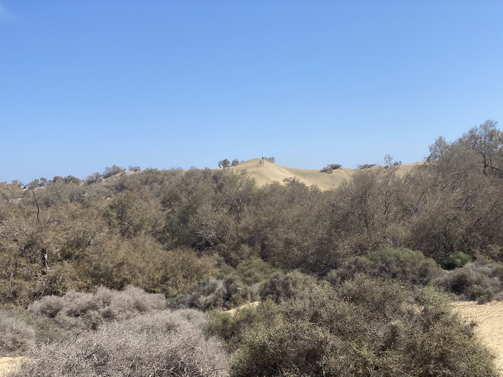 The Maspalomas Dunes, viewed from Tim`s Dromedary, during the Camel Safari