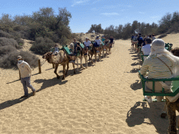 Guide and Miaomiao on her Dromedary at the Maspalomas Dunes, viewed from Tim`s Dromedary, during the Camel Safari