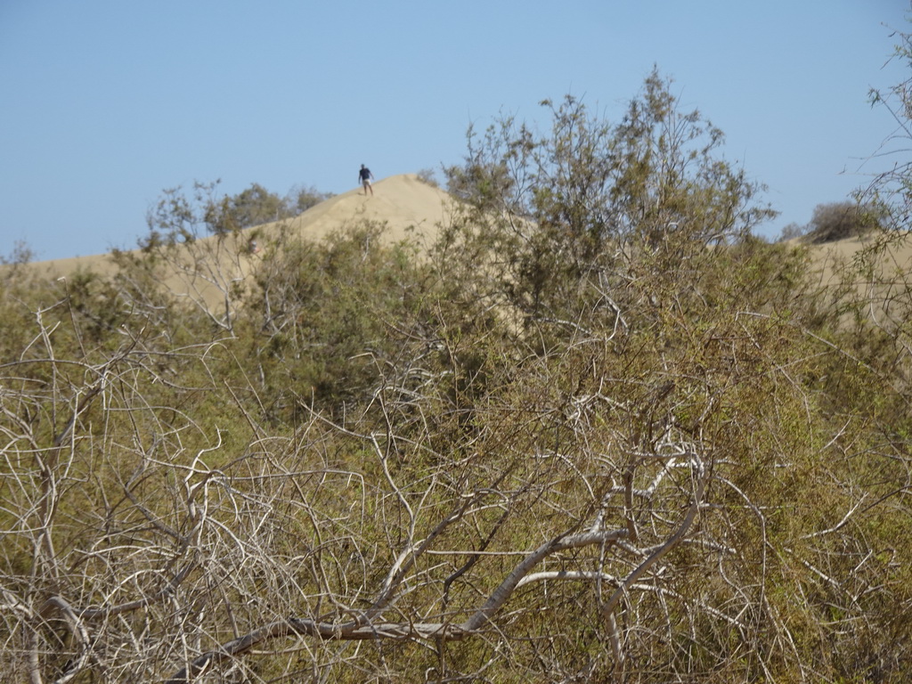 Plants at the Maspalomas Dunes, viewed from Tim`s Dromedary, during the Camel Safari