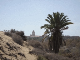 Palm tree at the Maspalomas Dunes and the towers of the Lopesan Costa Meloneras Resort, viewed from Tim`s Dromedary, during the Camel Safari
