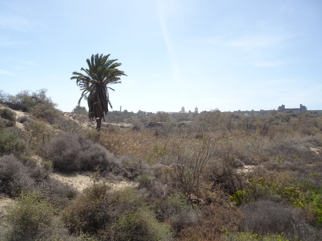 Palm tree at the Maspalomas Dunes, the Faro de Maspalomas lighthouse, the towers of the Lopesan Costa Meloneras Resort and the Lopesan Baobab Resort, viewed from Tim`s Dromedary, during the Camel Safari