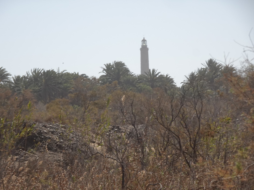 Palm trees at the Maspalomas Dunes and the Faro de Maspalomas lighthouse, viewed from Tim`s Dromedary, during the Camel Safari