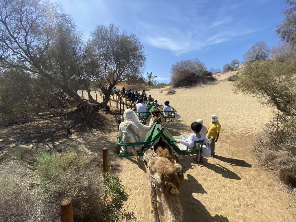 Guides and Miaomiao and Max on their Dromedary at the Maspalomas Dunes, viewed from Tim`s Dromedary, during the Camel Safari