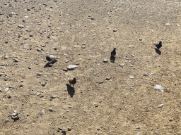 Pigeons at the ending point of the Camel Safari, viewed from Tim`s Dromedary