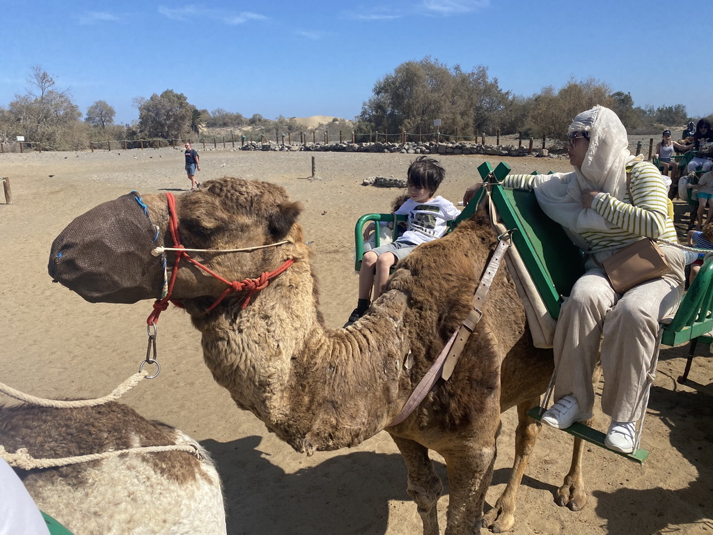 Miaomiao and Max on their Dromedary at the ending point of the Camel Safari, viewed from Tim`s Dromedary