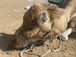 The head of Tim`s Dromedary at the ending point of the Camel Safari