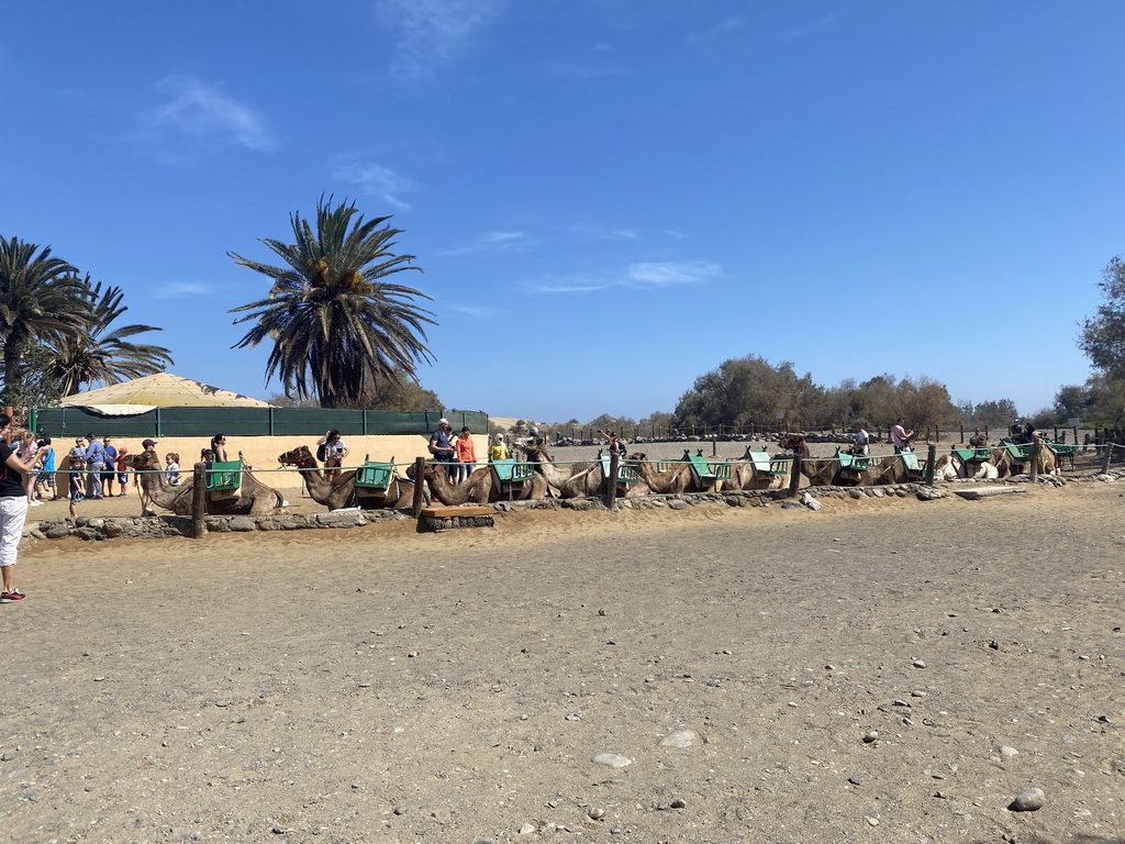 Dromedaries at the ending point of the Camel Safari