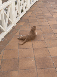 maspalomas_421 - 275 kb - 768x1024 - Cat at the Plaza Ansite square Cat at the Plaza Ansite square