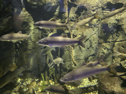 Fishes at the Sea Life Porto