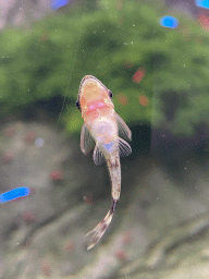 Fish at the Sea Life Porto