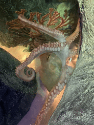 Octopus at the Sea Life Porto